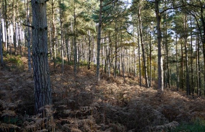 Lot Image