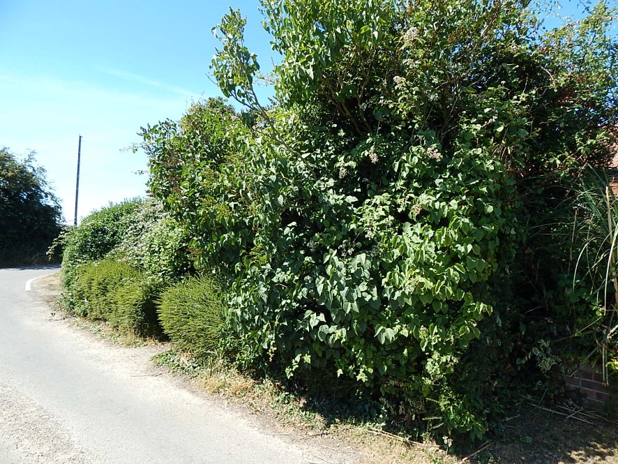 Lot Image