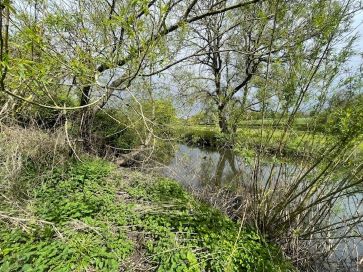 Riverside view from the property boundary