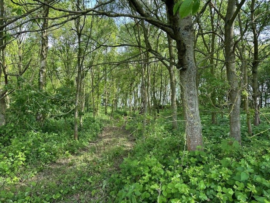Lot Image
