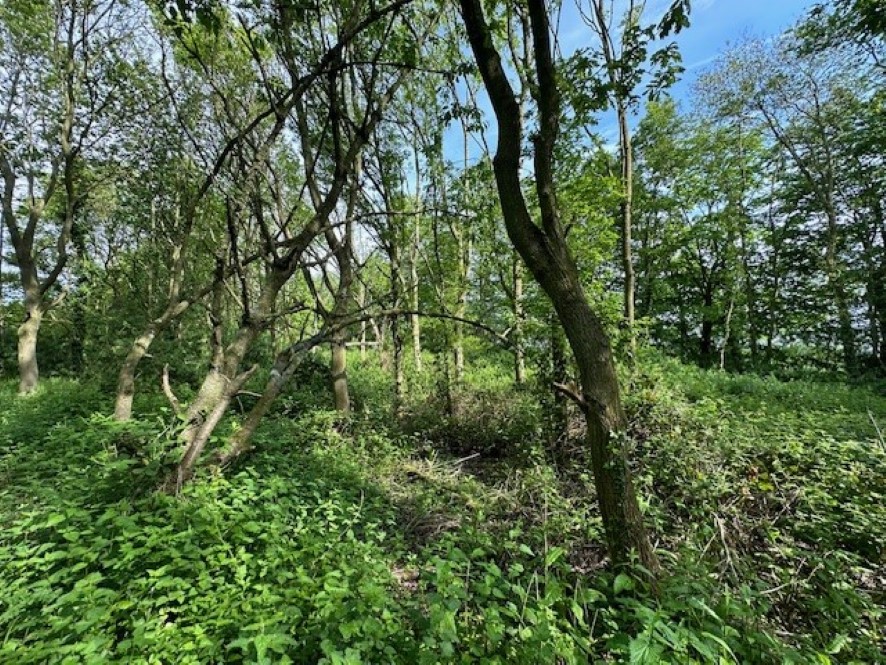 Lot Image