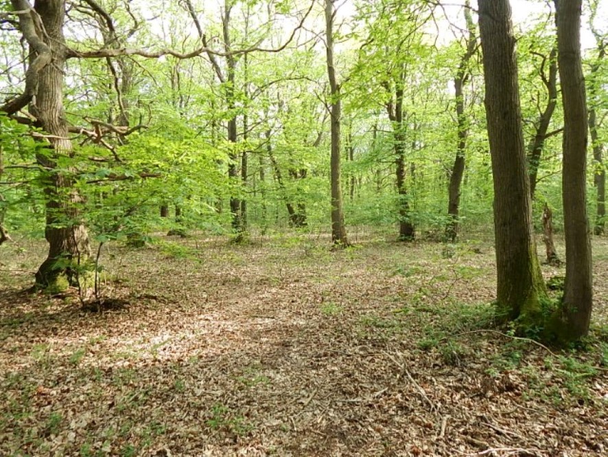 Lot Image