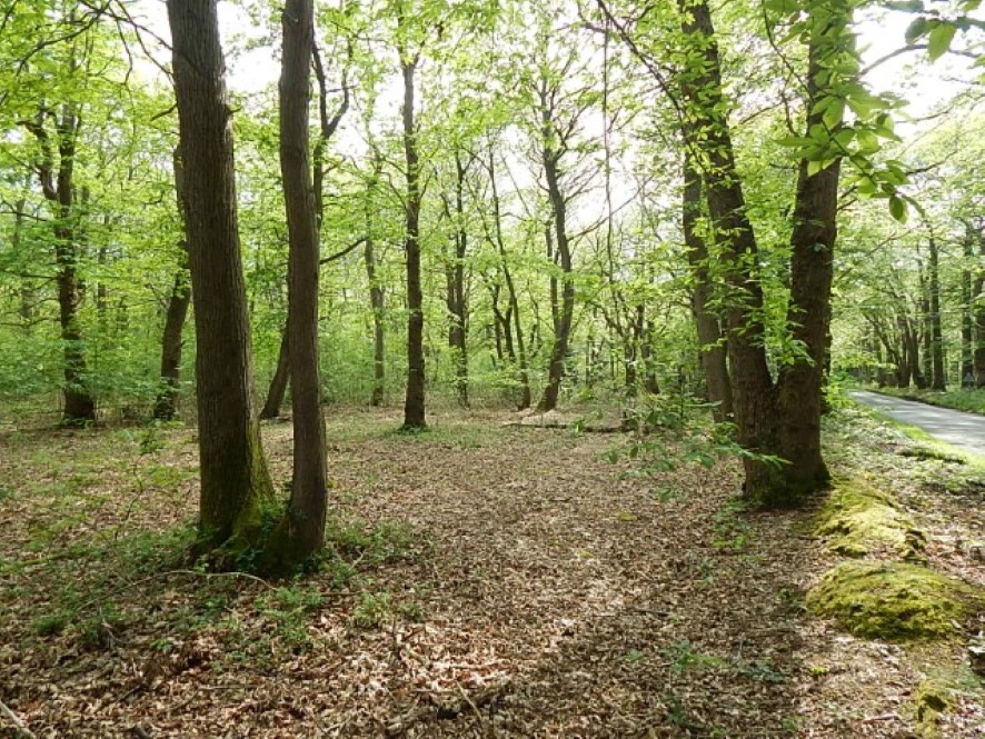 Lot Image
