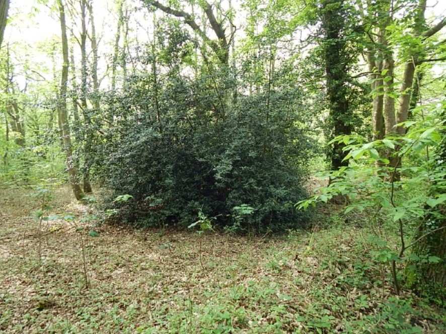 Lot Image
