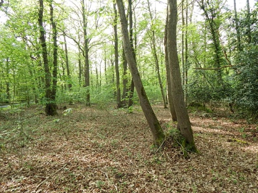Lot Image