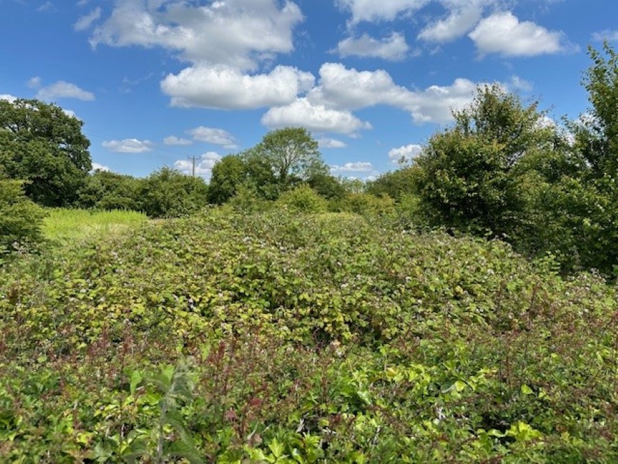 Lot Image