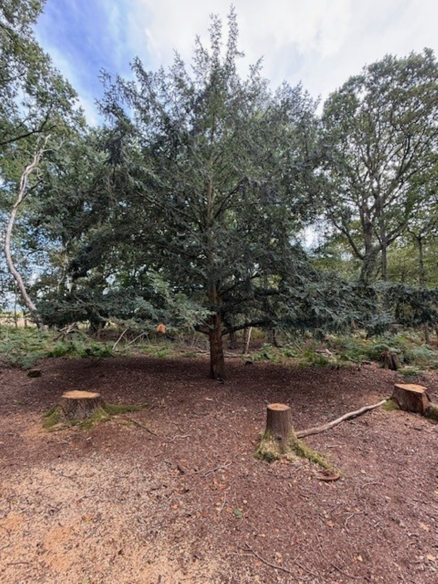 Lot Image