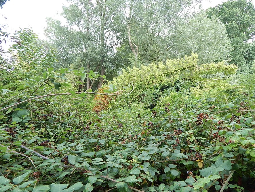 Lot Image