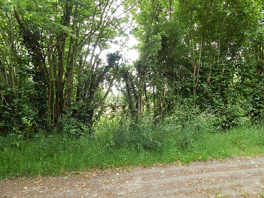 Lot Image