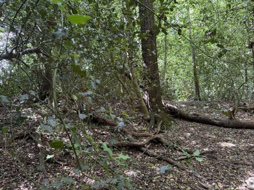 Lot Image