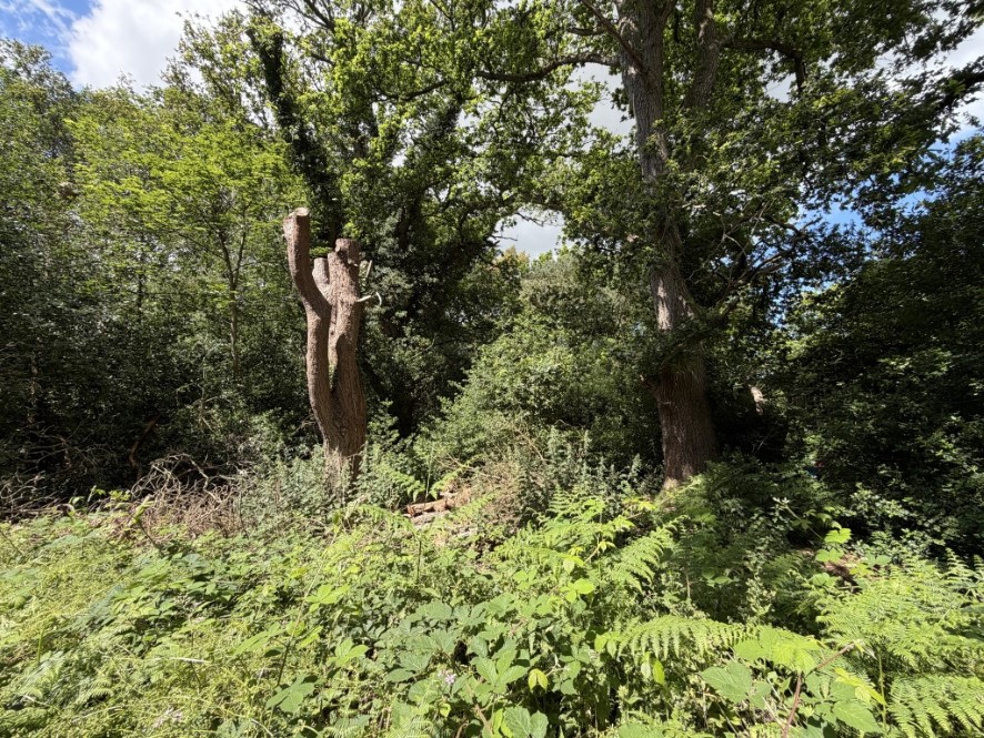 Lot Image