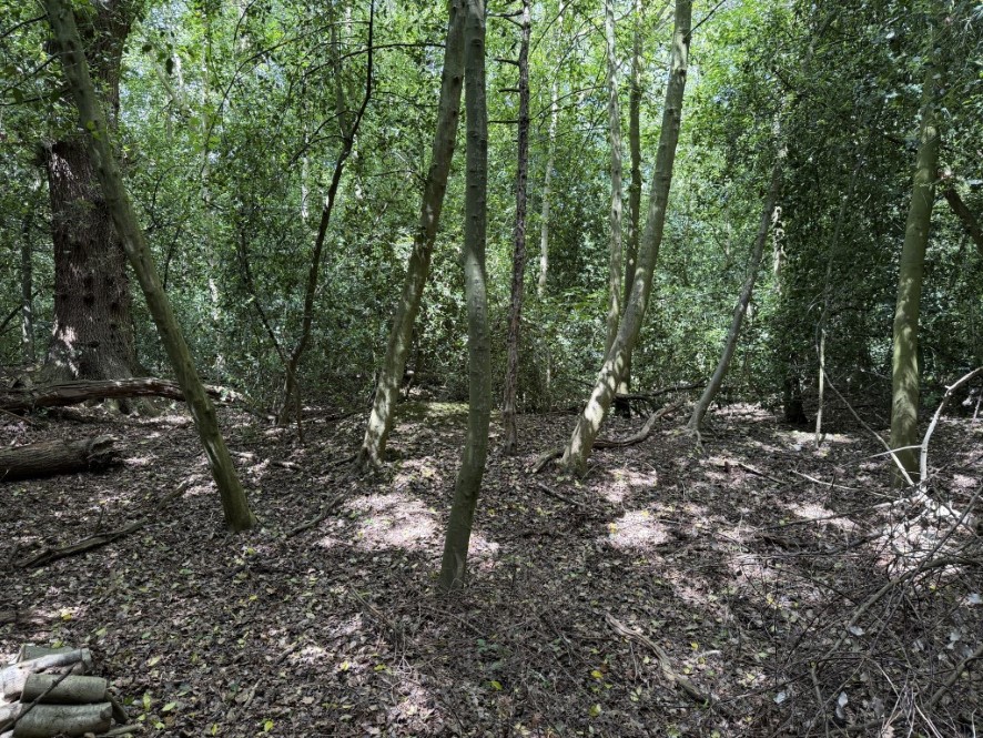 Lot Image