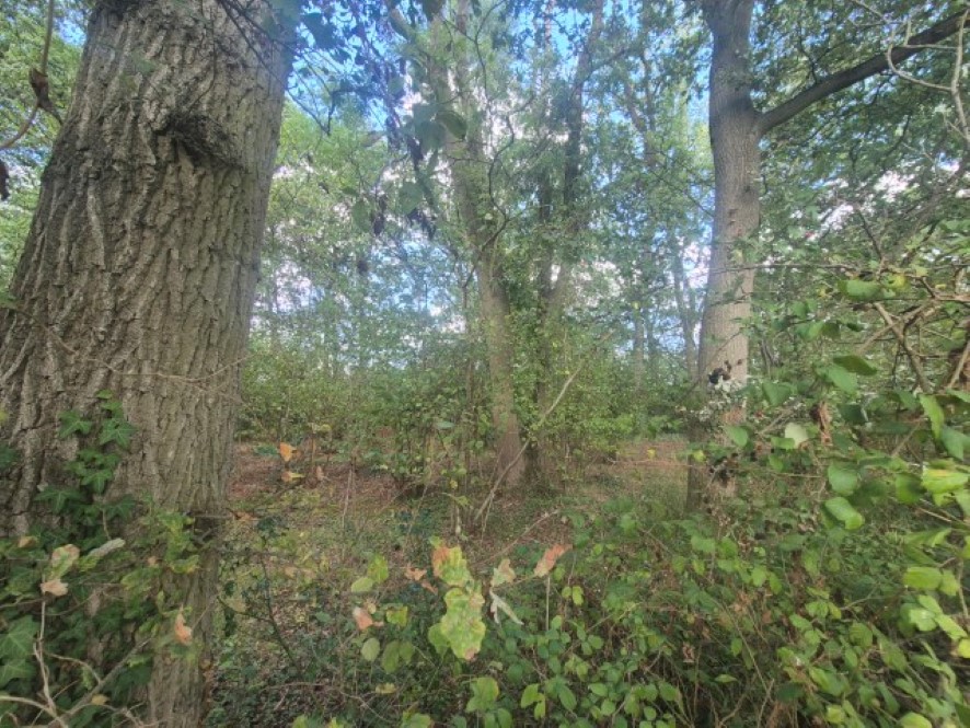 Lot Image