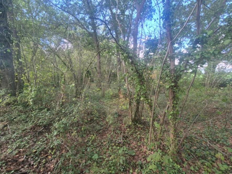 Lot Image